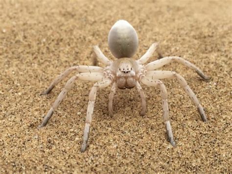 spider bite portugal|Spiders in Portugal: 7 Spider Species Found in Portugal